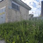Зараснікі каля трансфарматара – не ёсць добра