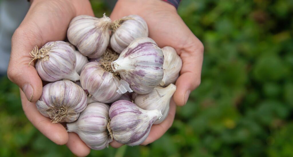 man-farmer-holds-harvest-garlic-his-hands-selective-focus-nature-1024x551