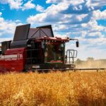 Шапаткія струкі і руплівыя рукі: жніво ў разгары