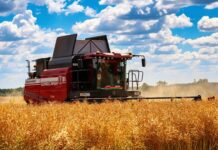 Шапаткія струкі і руплівыя рукі: жніво ў разгары