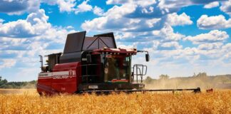 Шапаткія струкі і руплівыя рукі: жніво ў разгары