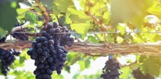 Как защитить виноград от мучнистой росы во второй половине лета