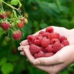 Как ухаживать за ремонтантной малиной осенью: советы, которые сработают