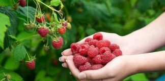 Как ухаживать за ремонтантной малиной осенью: советы, которые сработают