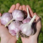 Когда сажать озимый чеснок: сроки, сорта и лунный календарь