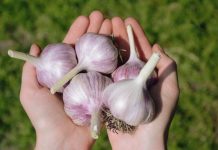 Когда сажать озимый чеснок: сроки, сорта и лунный календарь